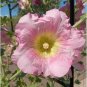 Double Hollyhock Flower Bonsai 100 PCS Seeds