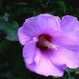 Double Hollyhock Flower Bonsai 100 PCS Seeds