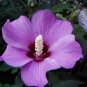 Double Hollyhock Flower Bonsai 100 PCS Seeds