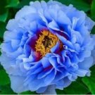 Double Light Blue Tree Peony  5 PCS Seeds