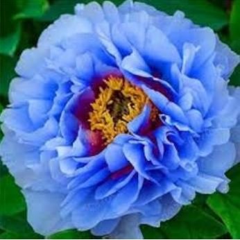 Double Light Blue Tree Peony  5 PCS Seeds