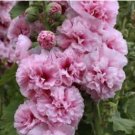 Double Hollyhock Flower Bonsai 100 PCS Seeds