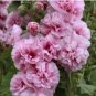 Double Hollyhock Flower Bonsai 100 PCS Seeds