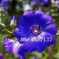Double Hollyhock Flower Bonsai 100 PCS Seeds