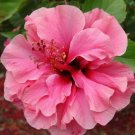 Double Lily Flower Plants Seeds Rose Red Flowers 100 PCS Seeds Double Lily Flower Plants Seeds Rose Red Flowers 100 PCS Seeds