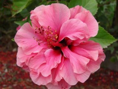 Double Lily Flower Plants Seeds Rose Red Flowers 100 PCS Seeds