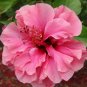 Double Lily Flower Plants Seeds Rose Red Flowers 100 PCS Seeds