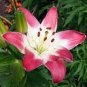 Double Lily Flower Plants Seeds Rose Red Flowers 100 PCS Seeds
