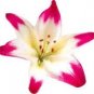 Double Lily Flower Plants Seeds Rose Red Flowers 100 PCS Seeds