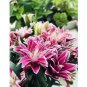 Double Lily Flower Plants Seeds Rose Red Flowers 100 PCS Seeds
