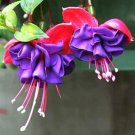Double Petals Fuchsia Bonsai Bell Flower Lantern Begonia 100 PCS Seeds