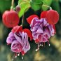 Double Petals Fuchsia Bonsai Bell Flower Lantern Begonia 100 PCS Seeds
