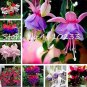 Double Petals Fuchsia Bonsai Bell Flower Lantern Begonia 100 PCS Seeds