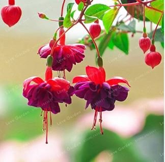 Double Petals Fuchsia Flower Bonsai Potted Plants Hanging Fuchsia Flowers 100 PCS Seeds