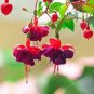Double Petals Fuchsia Flower Bonsai Potted Plants Hanging Fuchsia Flowers 100 PCS Seeds