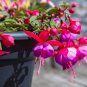 Double Petals Fuchsia Flower Bonsai Potted Plants Hanging Fuchsia Flowers 100 PCS Seeds