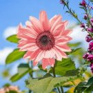 Double Pink F1 Flower 50 PCS Seeds