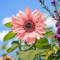 Double Pink F1 Flower 50 PCS Seeds