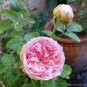 Double Pink F1 Flower 50 PCS Seeds