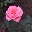 Double Pink Rose Plant Flower Garden 50 PCS Seeds Double Pink Rose Plant Flower Garden 50 PCS Seeds