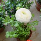 Double Ranunculus Asiaticus Flower Bonsai Plant DIY Home Garden Purifying Air 100 PCS Seeds Double Ranunculus Asiaticus Flower Bonsai Plant DIY Home Garden Purifying Air 100 PCS Seeds