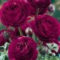 Double Ranunculus Asiaticus Flower Bonsai Plant DIY Home Garden Purifying Air 100 PCS Seeds