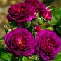 Double Ranunculus Asiaticus Flower Bonsai Plant DIY Home Garden Purifying Air 100 PCS Seeds