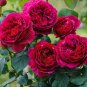 Double Ranunculus Asiaticus Flower Bonsai Plant DIY Home Garden Purifying Air 100 PCS Seeds