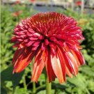 Double Scoop 'Orangeberry' Echinacea 100 PCS Seeds Double Scoop 'Orangeberry' Echinacea 100 PCS Seeds