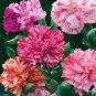 Double Striped Yellow Red Carnation Cut Flower 100 PCS Seeds
