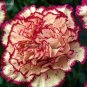 Double Striped Yellow Red Carnation Cut Flower 100 PCS Seeds