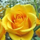 Double Yellow Rose Flower 50 PCS Seeds
