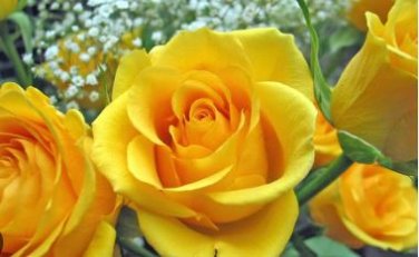 Double Yellow Rose Flower 50 PCS Seeds