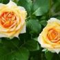 Double Yellow Rose Flower 50 PCS Seeds