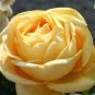 Double Yellow Rose Flower 50 PCS Seeds