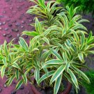 Dracaena