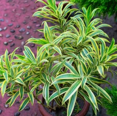 Dracaena