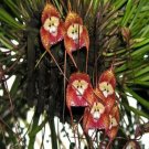 Dracula Pholeodytes Monkey Orchids The Cave-Hiding Dracula Flower 50 PCS Seeds Dracula Pholeodytes Monkey Orchids The Cave-Hiding Dracula Flower 50 PCS Seeds