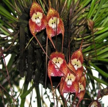 Dracula Pholeodytes Monkey Orchids The Cave-Hiding Dracula Flower 50 PCS Seeds
