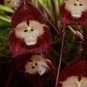 Dracula Pholeodytes Monkey Orchids The Cave-Hiding Dracula Flower 50 PCS Seeds