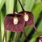 Dracula Pholeodytes Monkey Orchids The Cave-Hiding Dracula Flower 50 PCS Seeds
