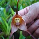 Dracula Trichroma The Three Colored Dracula Money Face Flower Rare 50 PCS Seeds Dracula Trichroma The Three Colored Dracula Money Face Flower Rare 50 PCS Seeds