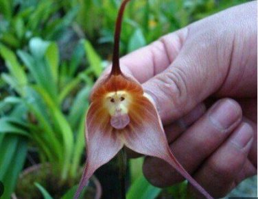 Dracula Trichroma The Three Colored Dracula Money Face Flower Rare 50 PCS Seeds