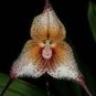 Dracula Trichroma The Three Colored Dracula Money Face Flower Rare 50 PCS Seeds