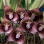 Dracula Trichroma The Three Colored Dracula Money Face Flower Rare 50 PCS Seeds