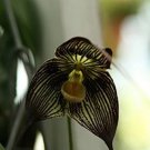 Dracula Vampira The Vampire-Like Dracula Monkey Flower Rare 50 PCS Seeds