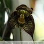 Dracula Vampira The Vampire-Like Dracula Monkey Flower Rare 50 PCS Seeds