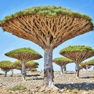 Dragon Blood Tree (Dracaena cinnabari Balf) 10 PCS Seeds Dragon Blood Tree (Dracaena cinnabari Balf) 10 PCS Seeds