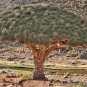Dragon Blood Tree (Dracaena cinnabari Balf) 10 PCS Seeds