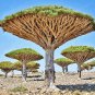 Dragon Blood Tree (Dracaena cinnabari Balf) 10 PCS Seeds